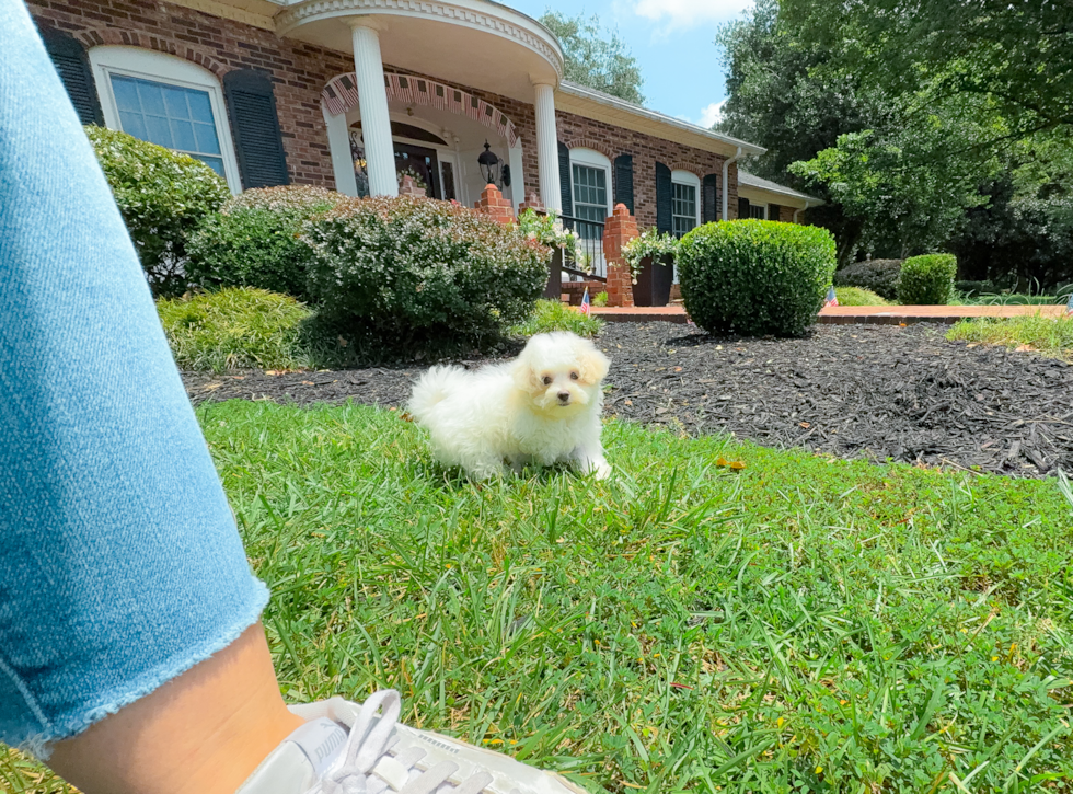 Best Maltipoo Baby