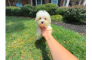 Best Maltipoo Baby