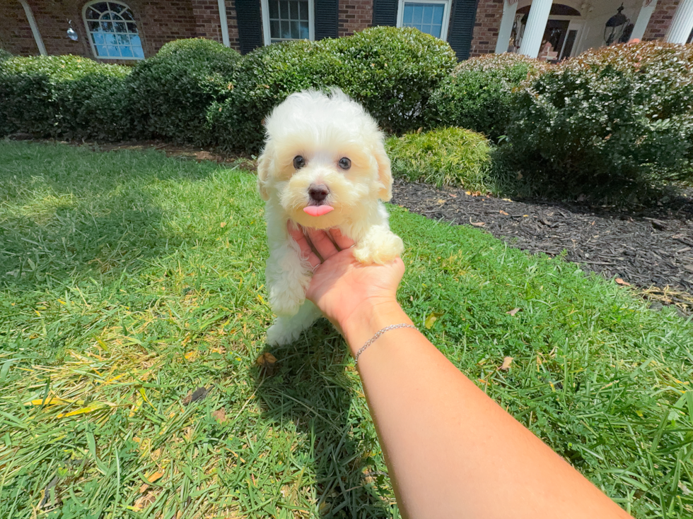 Best Maltipoo Baby