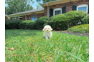 Cute Maltipoo Baby