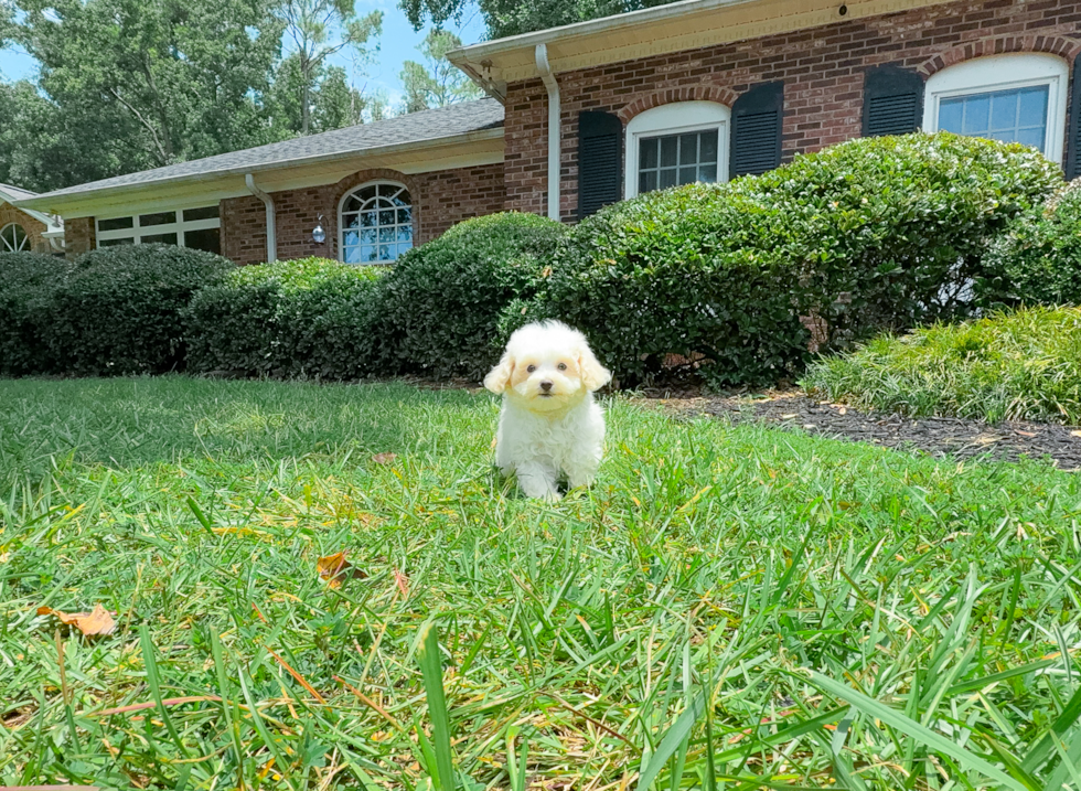 Cute Maltipoo Baby