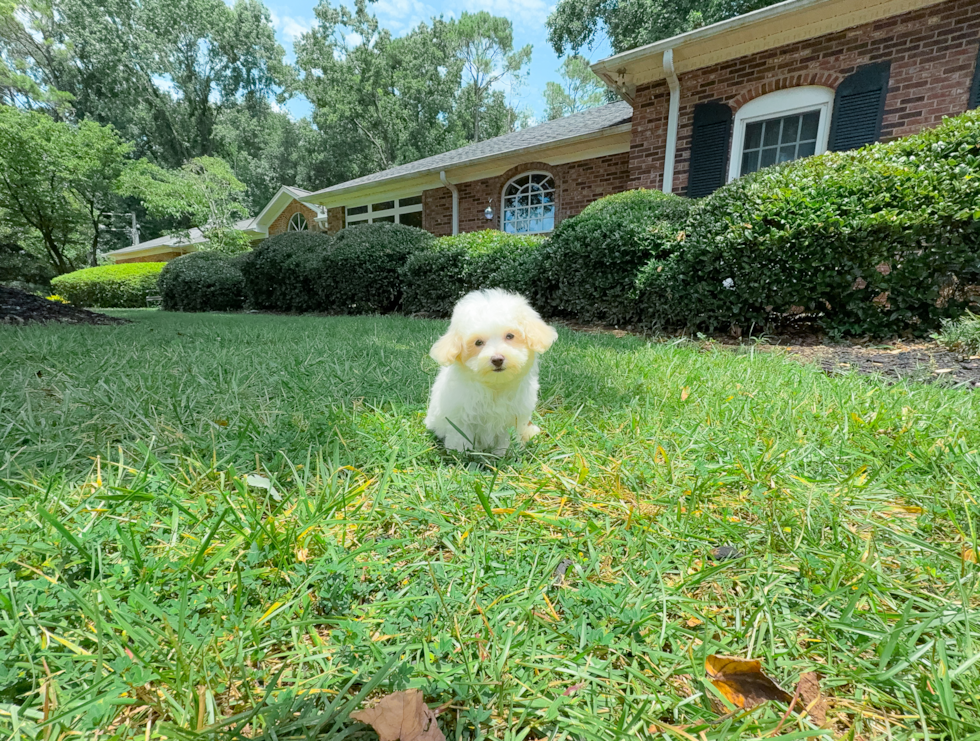 Maltipoo Pup Being Cute