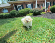 9 week old Maltipoo Puppy For Sale - Simply Southern Pups
