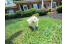 Best Maltipoo Baby