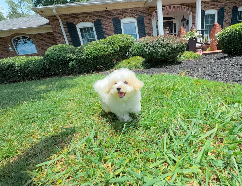Best Maltipoo Baby