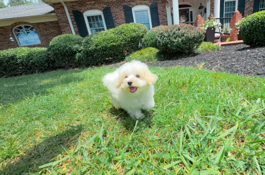 Best Maltipoo Baby