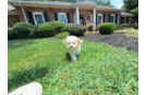 Cute Maltipoo Poodle Mix Pup