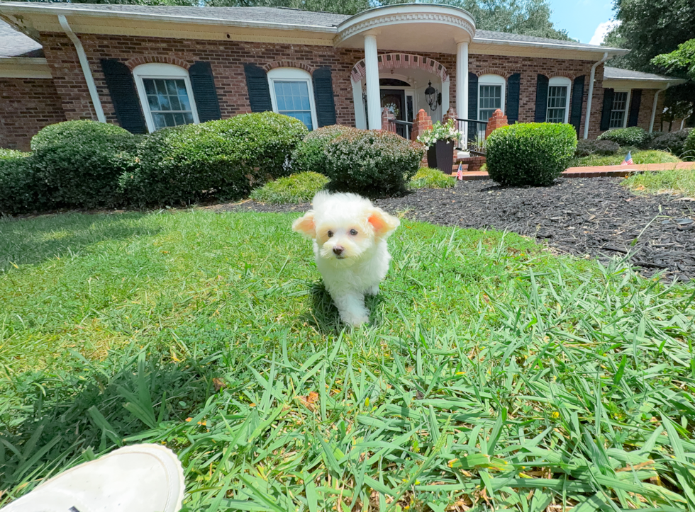 Cute Maltipoo Poodle Mix Pup