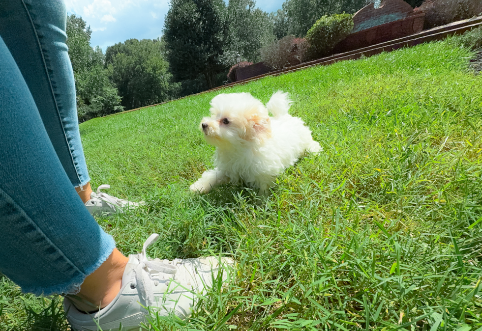 Cute Maltipoo Poodle Mix Pup