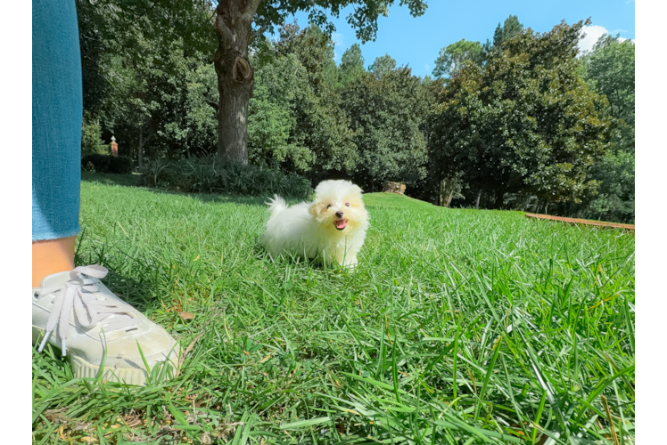 Best Maltipoo Baby