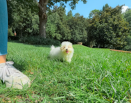 12 week old Maltipoo Puppy For Sale - Simply Southern Pups