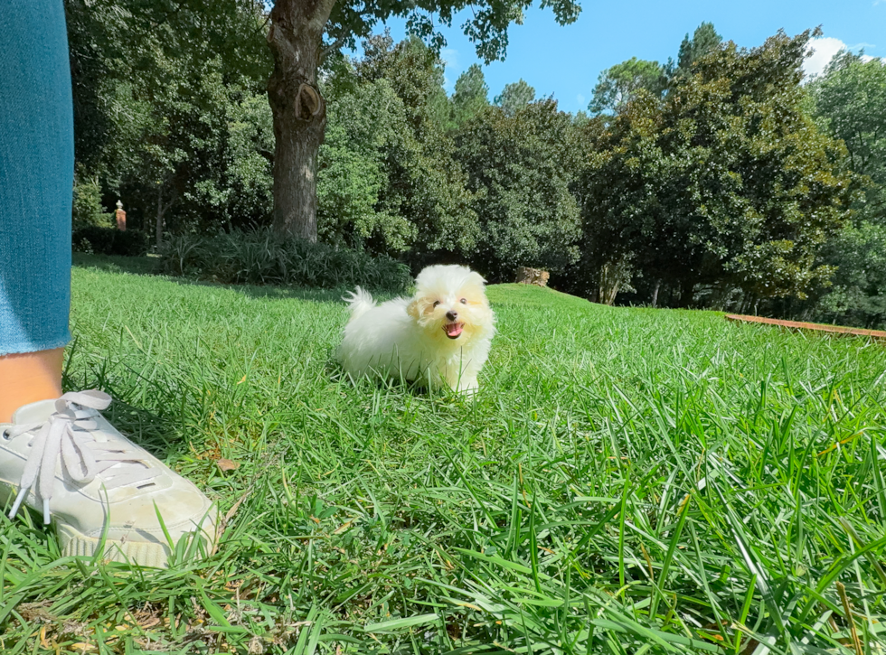 Best Maltipoo Baby
