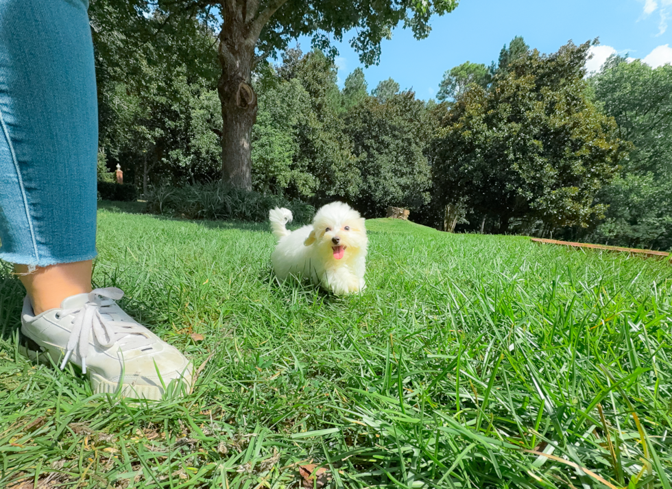 Cute Maltipoo Poodle Mix Pup
