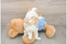 Petite Maltipoo Poodle Mix Pup