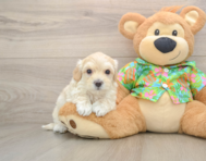 7 week old Maltipoo Puppy For Sale - Simply Southern Pups