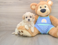 6 week old Maltipoo Puppy For Sale - Simply Southern Pups