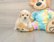 6 week old Maltipoo Puppy For Sale - Simply Southern Pups