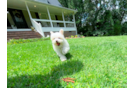 Maltipoo Pup Being Cute