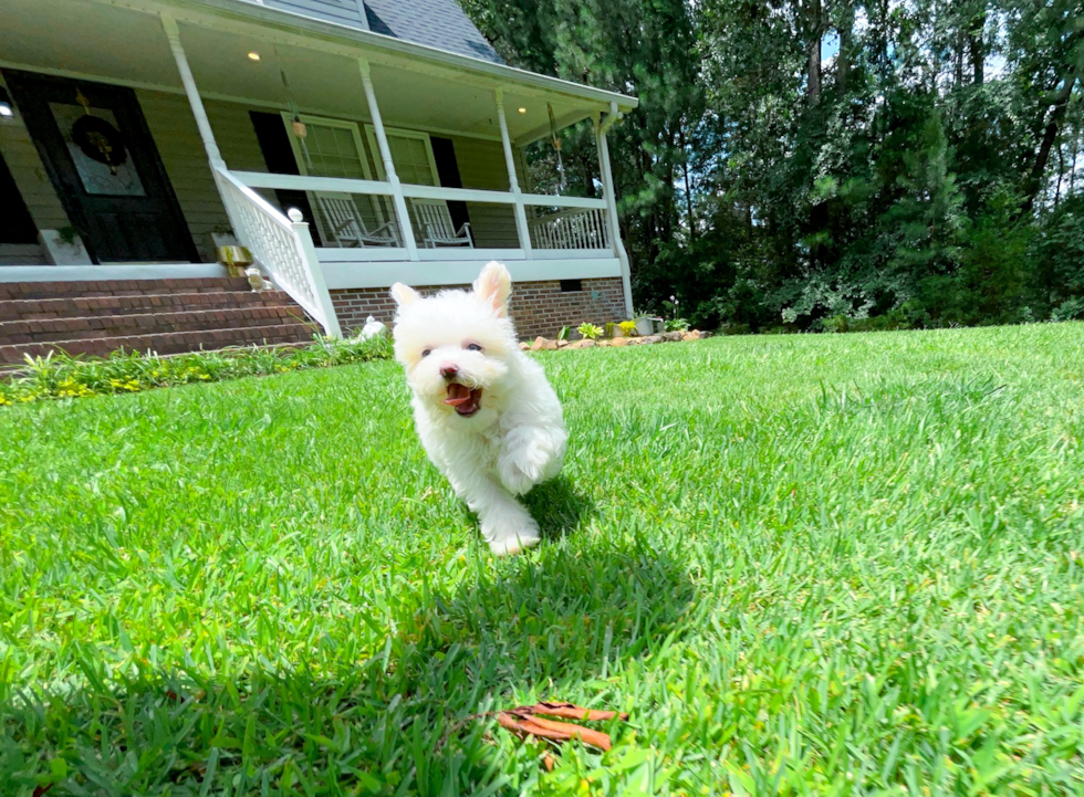 Maltipoo Pup Being Cute