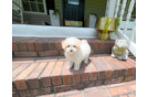 Maltipoo Pup Being Cute