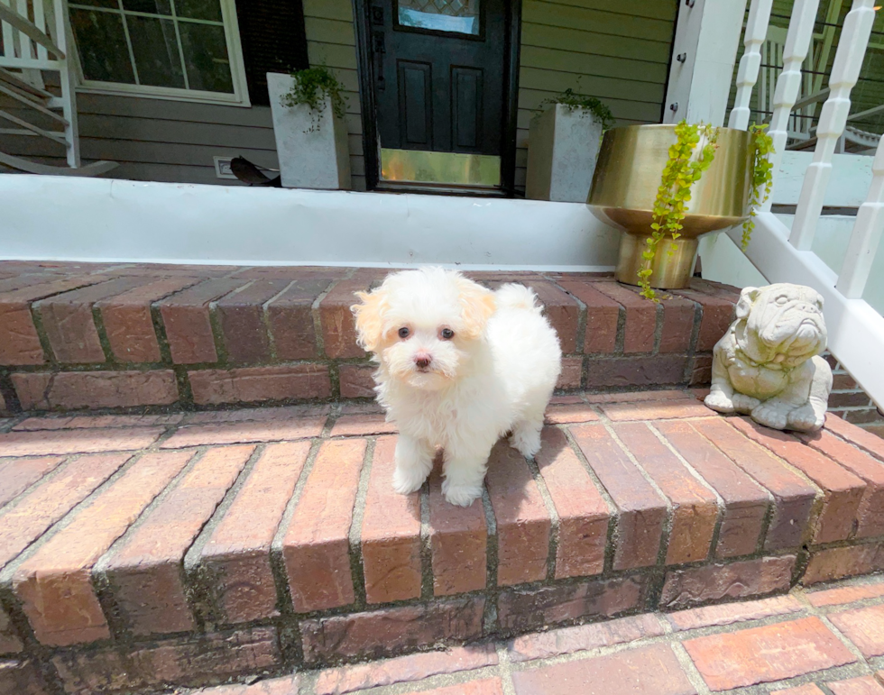 Maltipoo Pup Being Cute