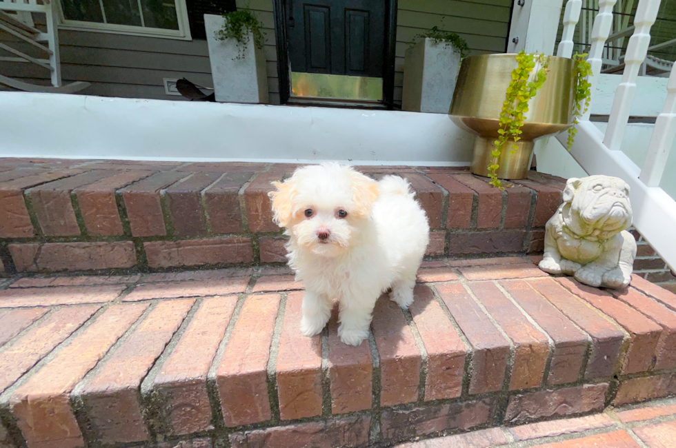 10 week old Maltipoo Puppy For Sale - Simply Southern Pups