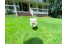 Maltipoo Puppy for Adoption