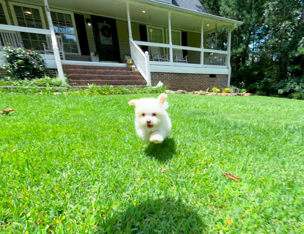 Maltipoo Puppy for Adoption