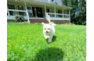 Cute Malt a Poo Poodle Mix Puppy
