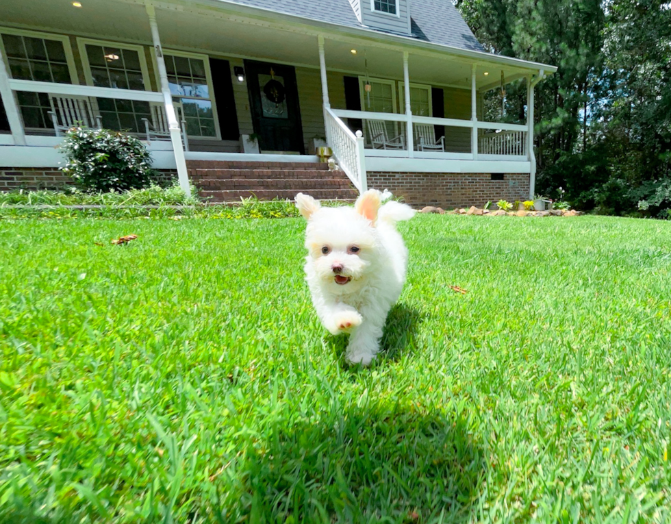 Cute Malt a Poo Poodle Mix Puppy