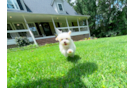 Maltipoo Pup Being Cute
