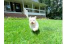 Maltipoo Pup Being Cute