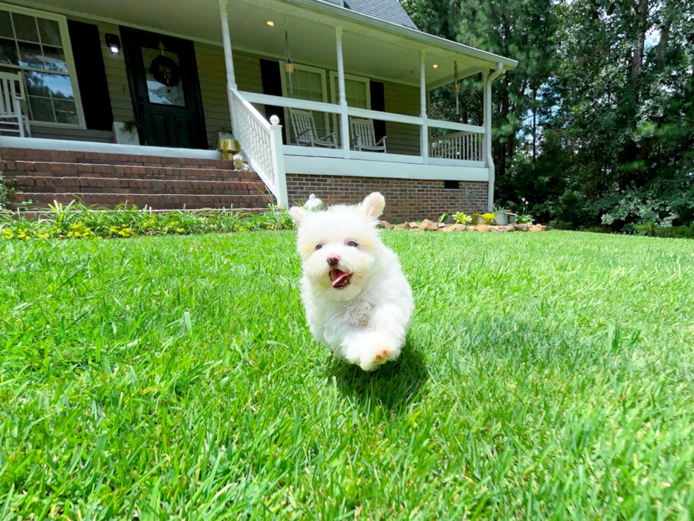 Maltipoo Pup Being Cute