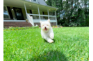 Cute Maltipoo Baby