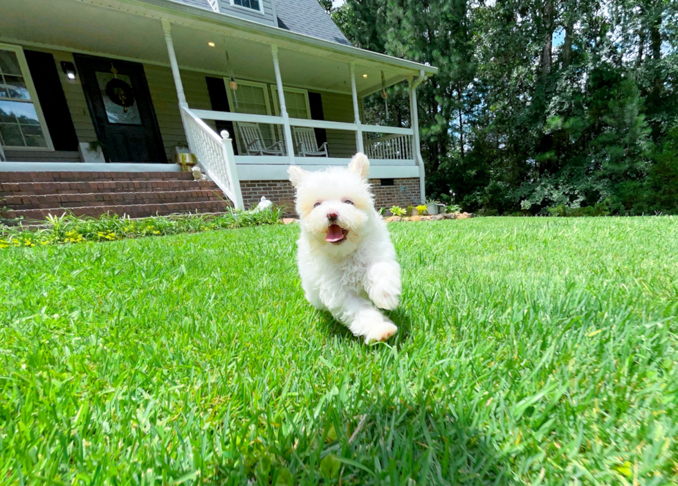 Cute Maltipoo Baby