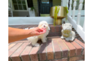 Cute Maltipoo Poodle Mix Pup