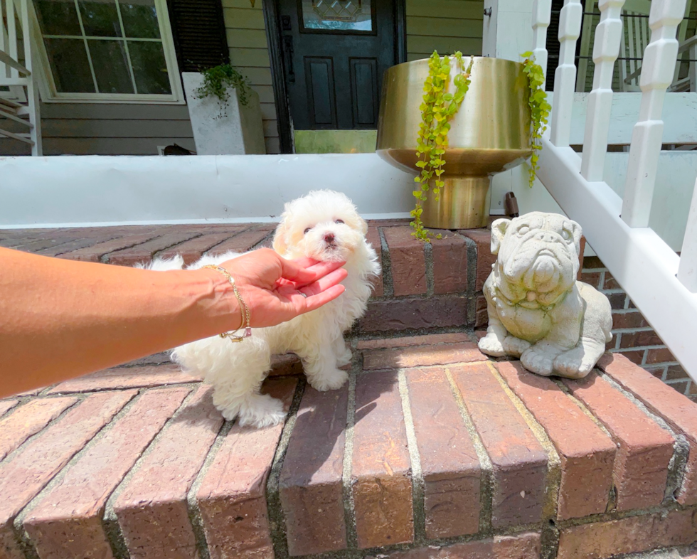 Cute Maltipoo Poodle Mix Pup