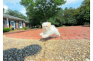 Maltipoo Pup Being Cute