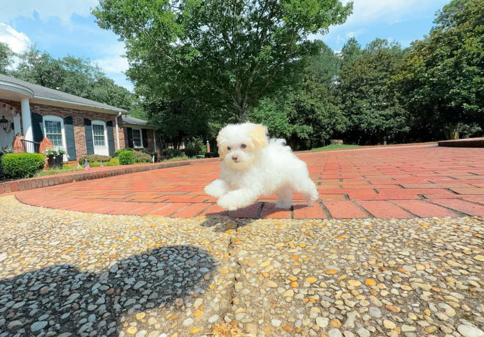 Maltipoo Pup Being Cute