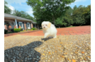Best Maltipoo Baby