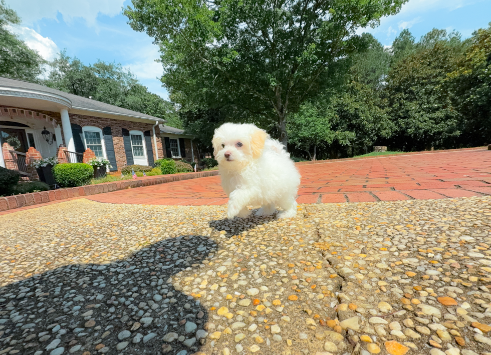 Best Maltipoo Baby