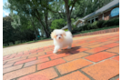 Best Maltipoo Baby