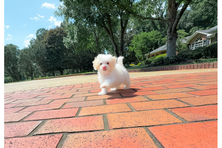 Maltipoo Pup Being Cute