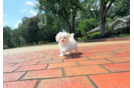 Maltipoo Pup Being Cute