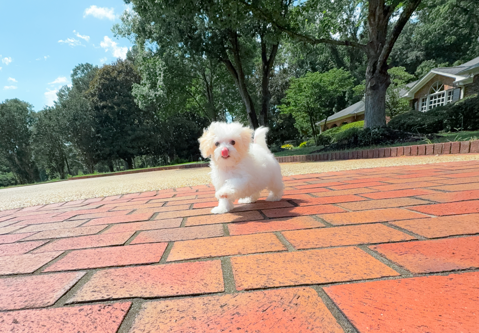 Maltipoo Pup Being Cute