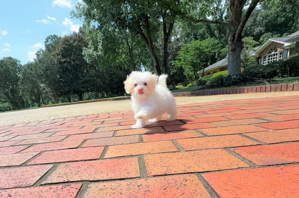 10 week old Maltipoo Puppy For Sale - Simply Southern Pups