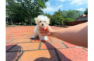 Cute Maltipoo Baby
