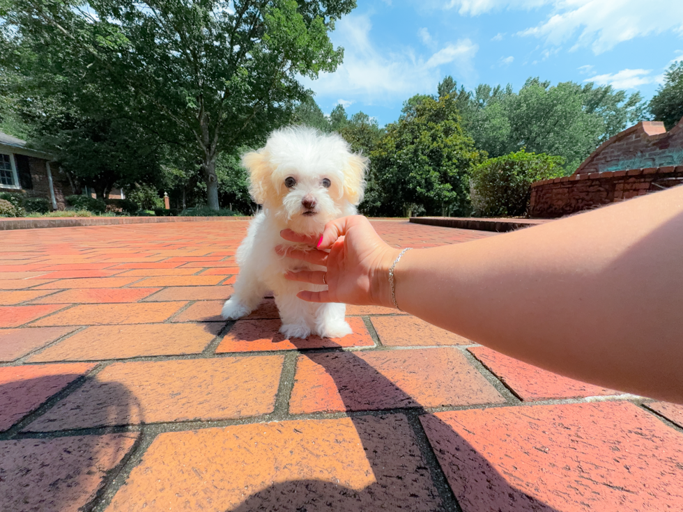 Cute Maltipoo Baby
