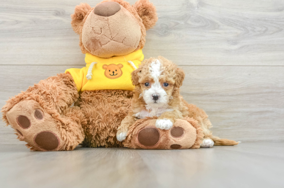 8 week old Maltipoo Puppy For Sale - Simply Southern Pups