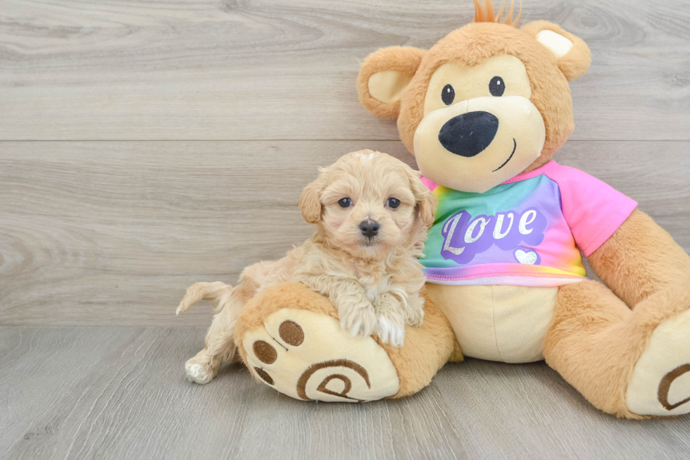 Sweet Maltipoo Baby